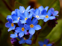 Myosotis Flower seeds for Planting - Colorful Display, Heirloom & GMO Free Seeds for Home Garden