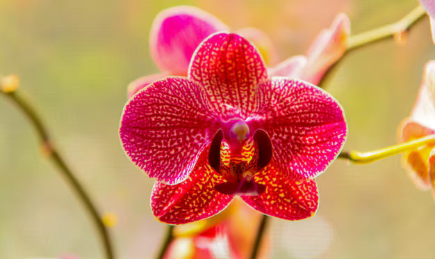 Red Butterfly Orchid Flower seeds for Planting - Bright Blooms, Heirloom & GMO Free Seeds for Home Garden