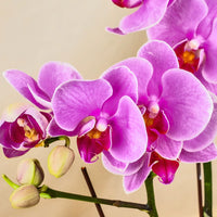 Heirloom Orchid Flower seeds for Planting Fragrant Blossoms Heirloom & GMO Free Seeds for Home Garden