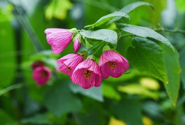 Abutilon Striatum Purple Flower Seeds for Planting