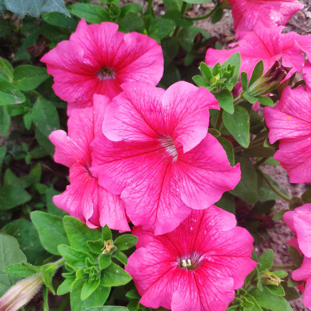 Mixed Petunia Seeds Exotic Ornamental Flowers