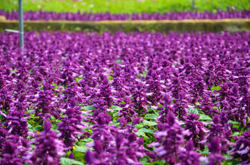 Bright Purple Salvia splendens Scarlet Sage seeds producing vivid purple blooms