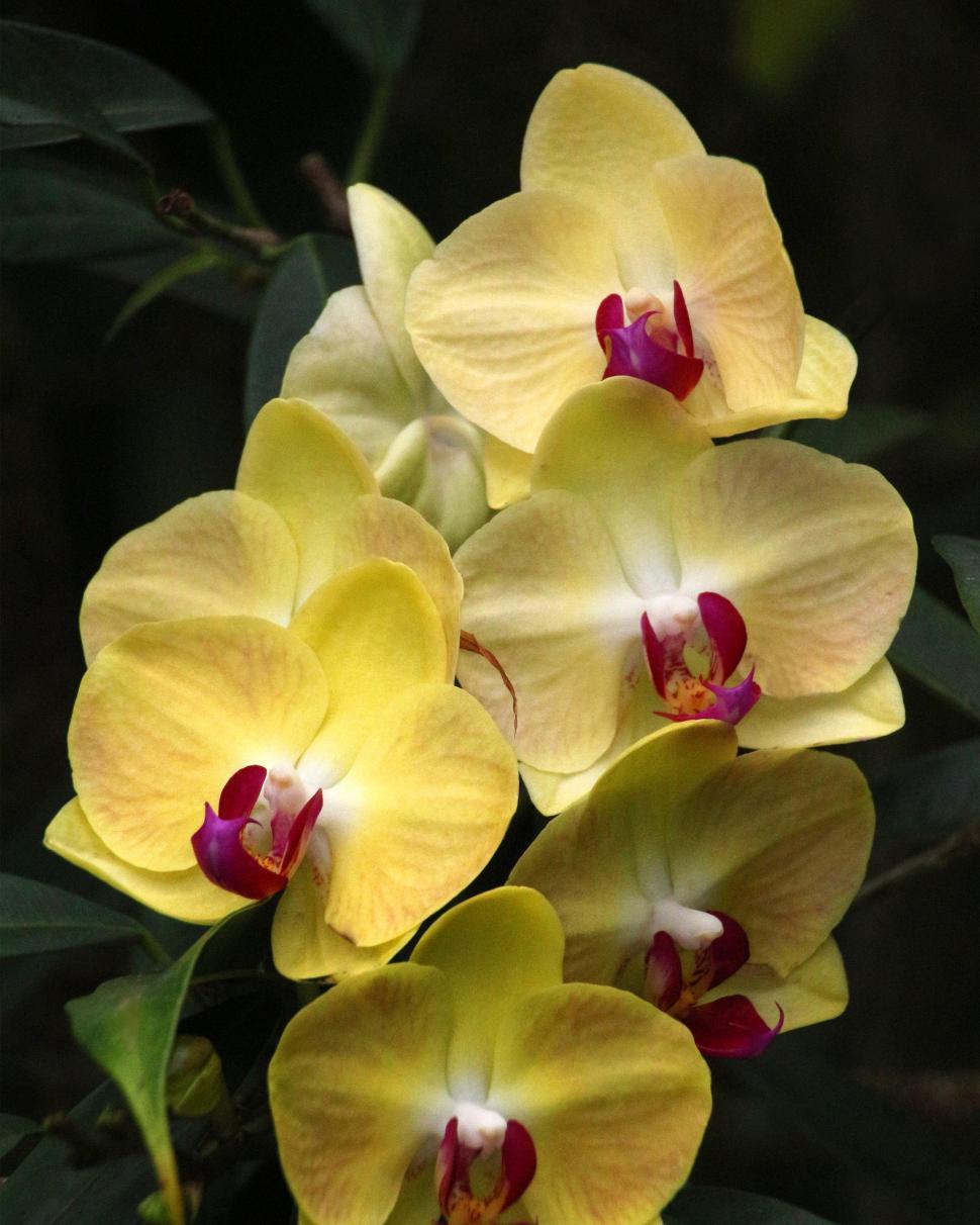 Orchid Phalaenopsis Flower seeds for Planting, Easy to Grow Heirloom & GMO Free Seeds for Home Garden