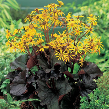 Britt-Marie Crawford Flower Seeds for Planting
