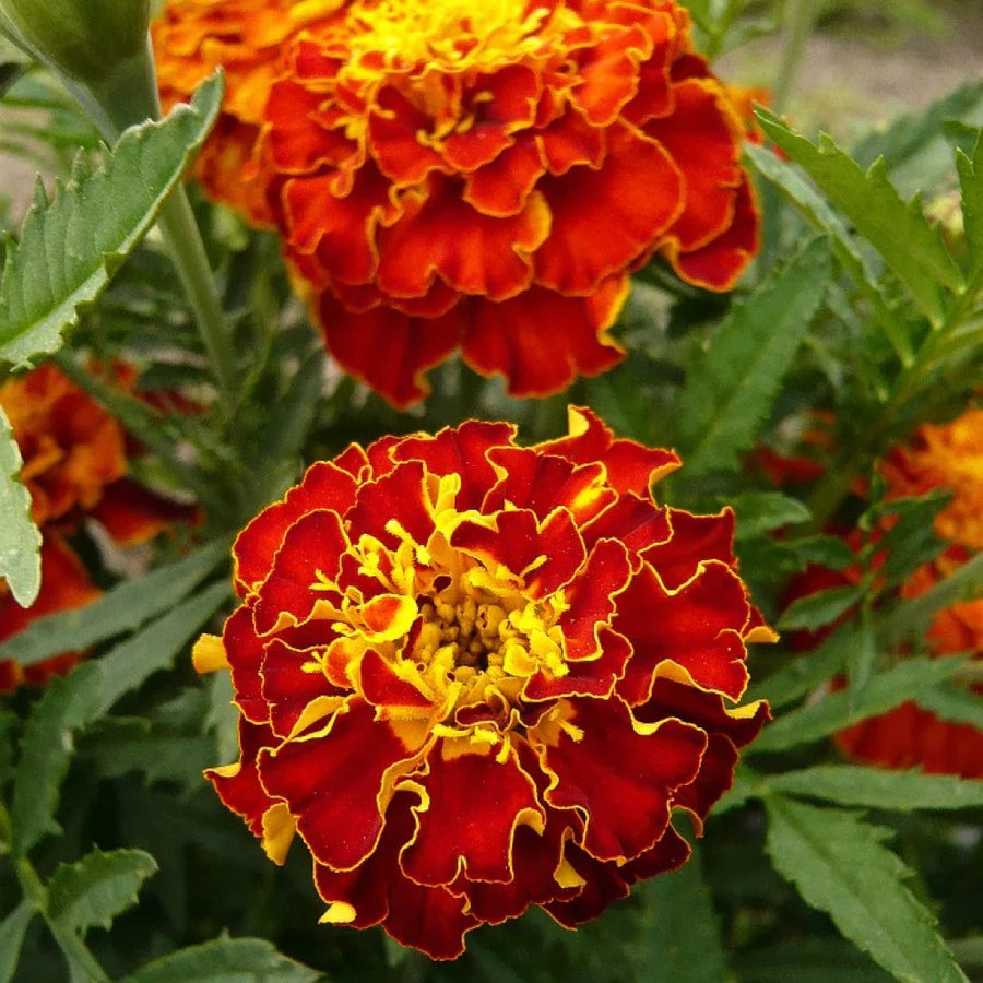 Red Marigold Seeds for Planting - Annual Flower for Bright Borders