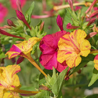 Yellow Red Mirabilis Flower Seeds Flower seeds for Planting Pollinator Friendly Heirloom & GMO Free Seeds for Home Garden