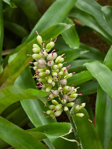 Green Bromeliad Flower Seeds – Hardy Variety Heirloom & NonGMO Seeds for Home Garden
 
 Sale