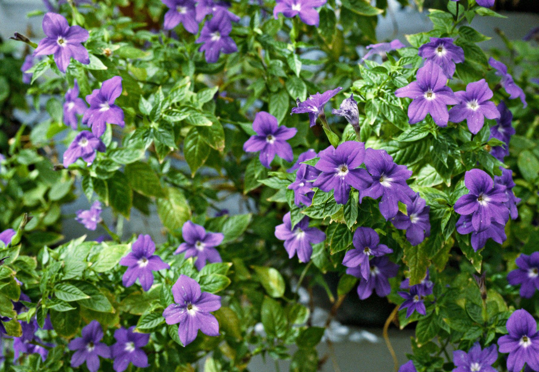 Violet Browallia Flower seeds for Planting - Seasonal Bloomer, Heirloom & GMO Free Seeds for Home Garden