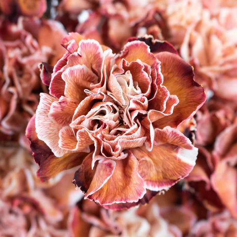 Brown Carnation Flower seeds for Planting - Perfect for Borders, Heirloom & GMO Free Seeds for Home Garden