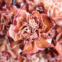 Brown Carnation Flower seeds for Planting - Perfect for Borders, Heirloom & GMO Free Seeds for Home Garden
