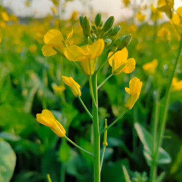 Non-GMO Brown Mustard seeds for planting in US gardens