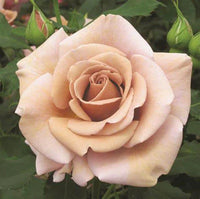 Brown Rose Flower Seeds
