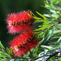 Brush Flower Seeds for Planting