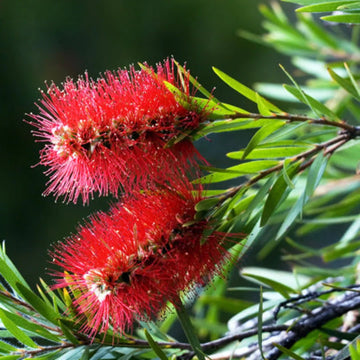 Brush Flower Seeds for Planting