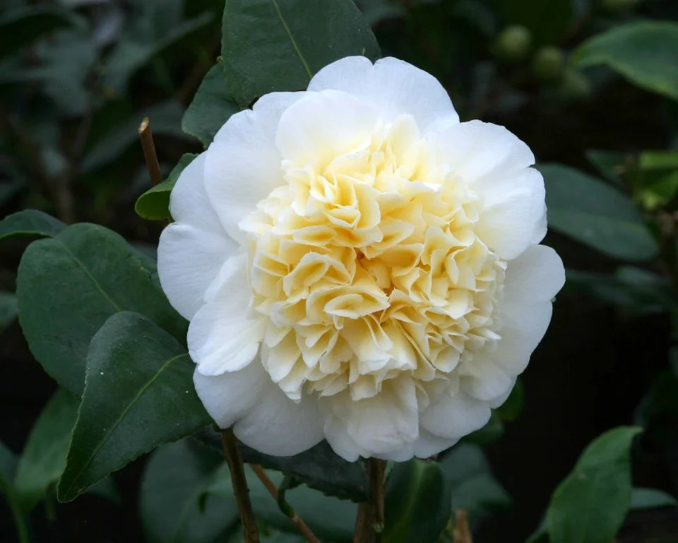 White Yellow Camellia Flower seeds for Planting - Easy to Grow, Heirloom & GMO Free Seeds for Home Garden