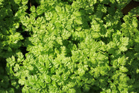 Brussels Winter Chervil seeds Anthriscus cerefolium producing gourmet leafy greens