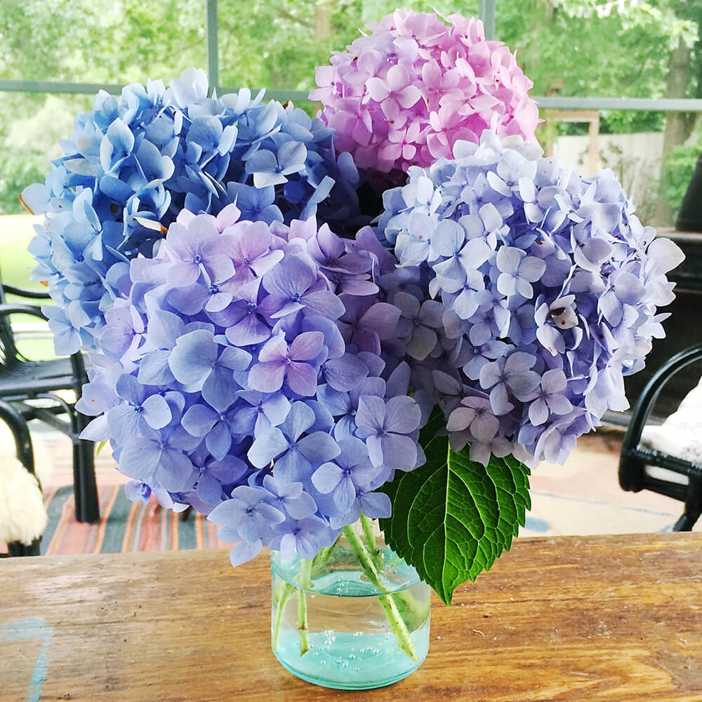 Hydrangea Flower seeds for Planting Cut Flower Favorite Heirloom & GMO Free Seeds for Home Garden
