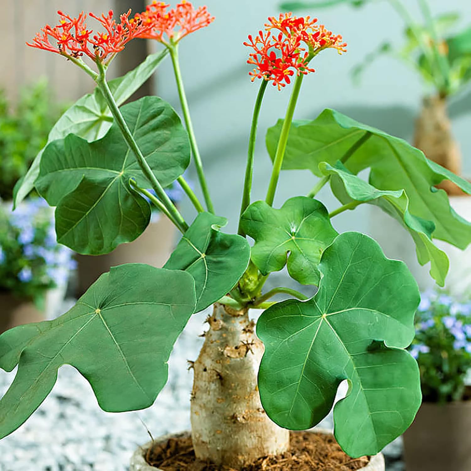 Buddha Plant Seeds for Sacred and Peaceful Planting