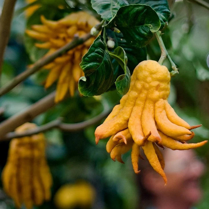 Sarcodactylis Seeds for Easy Planting, Quality Seeds for Your Garden
