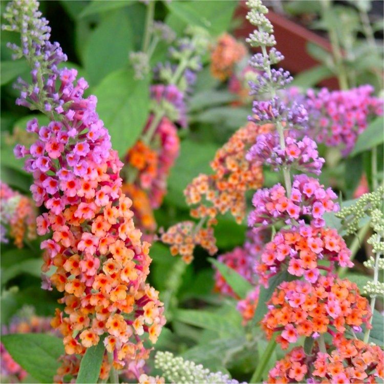 Mixed Buddleia Flower seeds for Planting Compact Growth Heirloom & GMO Free Seeds for Home Garden 
 
 Sale