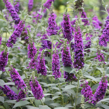 Violet Buddleia Flower seeds for Planting - Easy to Grow, Heirloom & GMO Free Seeds for Home Garden