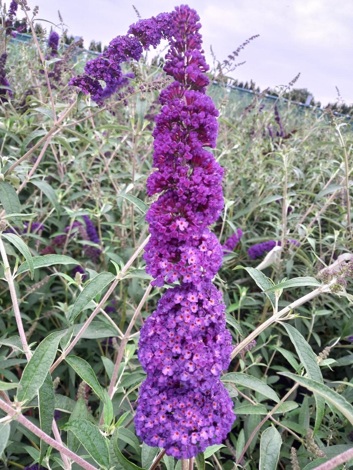 Heirloom Butterfly Bush Flower seeds for Planting Fragrant Blossoms Heirloom & GMO Free Seeds for Home Garden