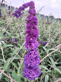 Heirloom Butterfly Bush Flower seeds for Planting Fragrant Blossoms Heirloom & GMO Free Seeds for Home Garden