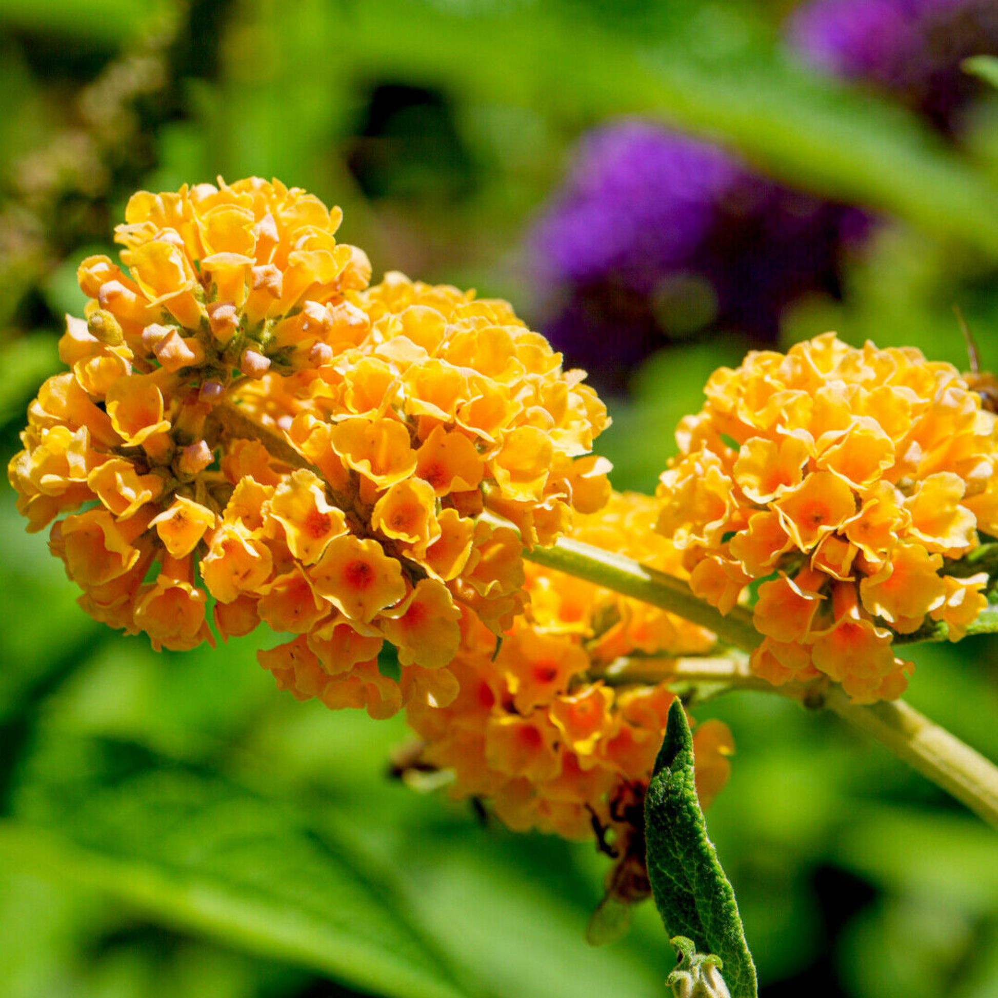 Buddleia Weyeriana Flower seeds for Planting - Premium Quality, Heirloom & GMO Free Seeds for Home Garden