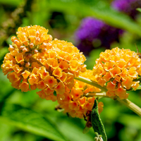 Buddleia Weyeriana Flower seeds for Planting - Premium Quality, Heirloom & GMO Free Seeds for Home Garden