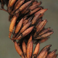 Brown Buddleja Flower seeds for Planting Seasonal Bloomer Heirloom & GMO Free Seeds for Home Garden