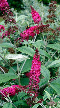 Maroon Buddleia Flower seeds for Planting - Compact Growth, Heirloom & GMO Free Seeds for Home Garden