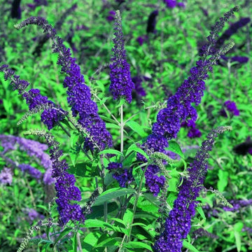 Blue Buddleia Flower Seeds for Planting Seasonal Bloomer Heirloom & GMO Free Seeds for Home Garden
 
 Sale