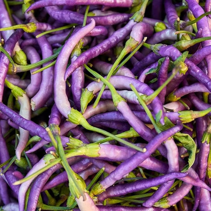 Buena Mulata hot pepper seeds non GMO for planting