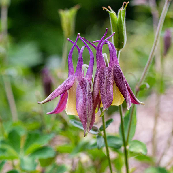 Unique Buergeriana Flower Seeds for Planting