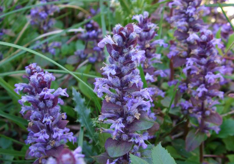 Ajuga Reptans Flower seeds for Planting - Long Bloom Season, Heirloom & GMO Free Seeds for Home Garden