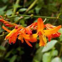 Crocosmia Montbretia Flower seeds for Planting Vibrant Colors Heirloom & GMO Free Seeds for Home Garden 
 
 Sale