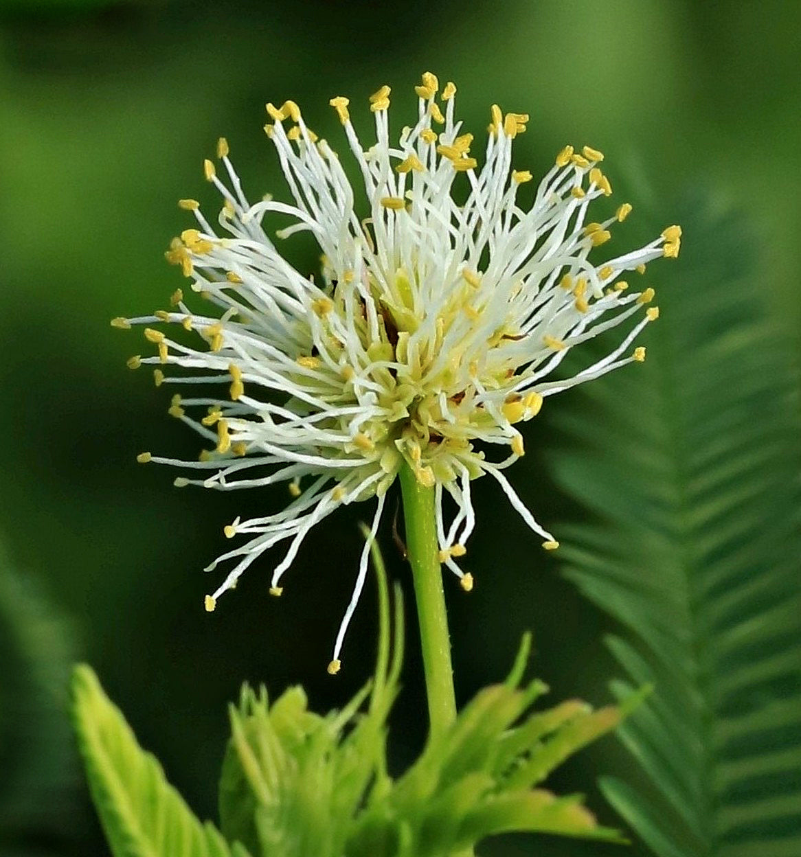 Yellow Illinois BundleFlower seeds for Planting - Vibrant Colors, Heirloom & GMO Free Seeds for Home Garden