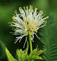 Yellow Illinois BundleFlower seeds for Planting - Vibrant Colors, Heirloom & GMO Free Seeds for Home Garden