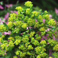 Bupleurum seeds sprouting into seedlings in soil