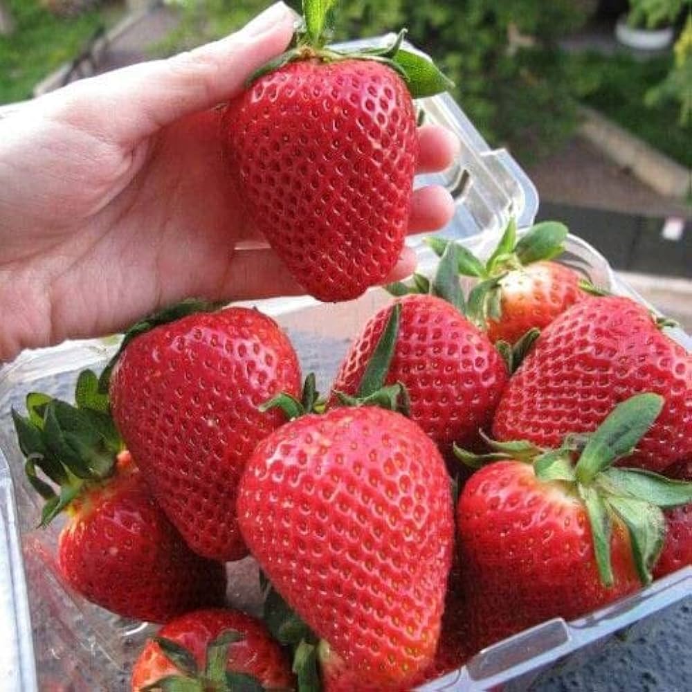 Step-by-Step Guide for Planting Burgundy Strawberry Seeds in Your Garden