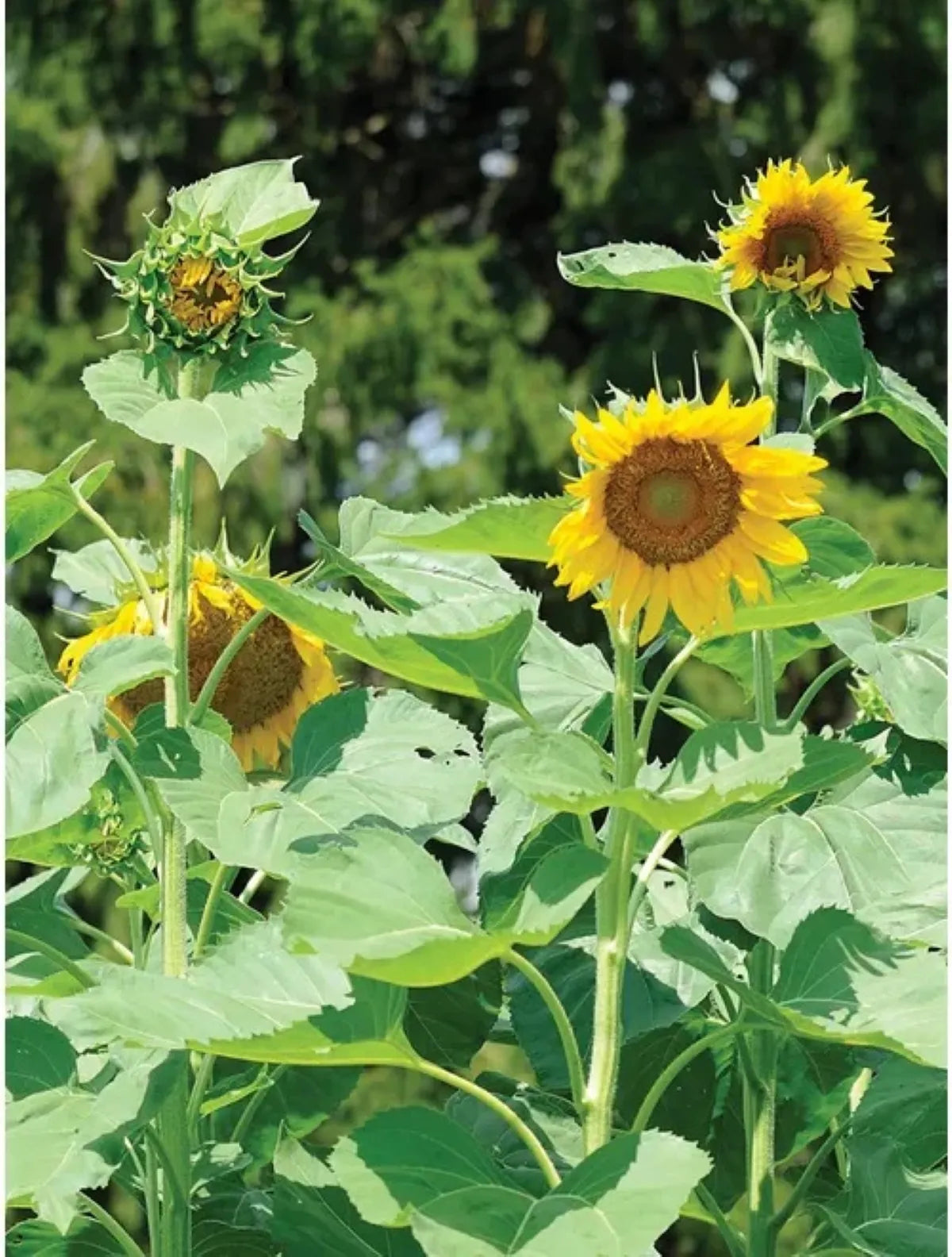 Yellow Rotundifolia Flower Seeds for Planting  Ideal for Brightening Gardens with Vibrant Blooms