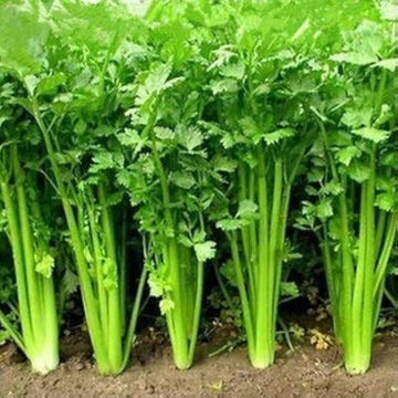Bushy Coriander herb plant for kitchen garden