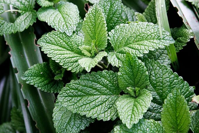 Bushy mint herb plant growing outdoors