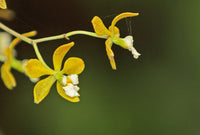 Butterfly Orchid Flower seeds for Planting - Colorful Display, Heirloom & GMO Free Seeds for Home Garden