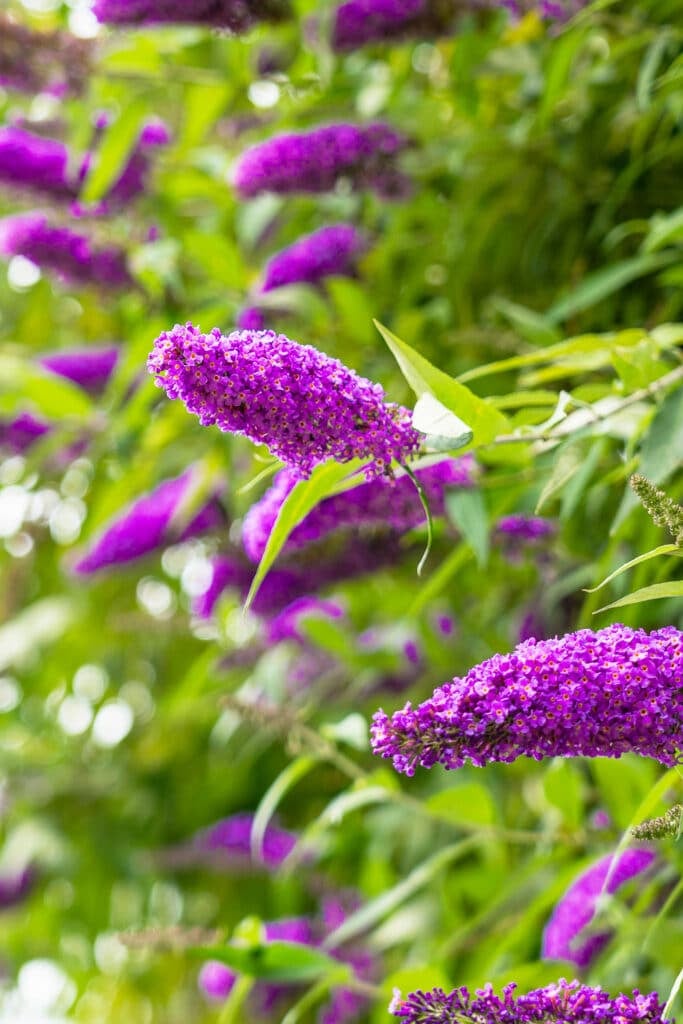 Blue Buddleia Butterfly Bush Flower seeds for Planting - Cut Flower Favorite, Heirloom & GMO Free Seeds for Home Garden