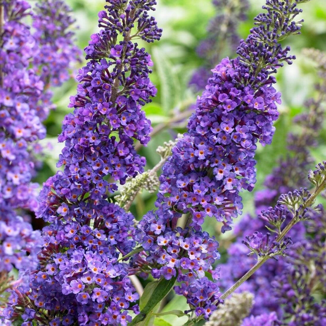 Empire Blue Buddleja Alternifolia Flower seeds for Planting - Shade Tolerant, Heirloom & GMO Free Seeds for Home Garden