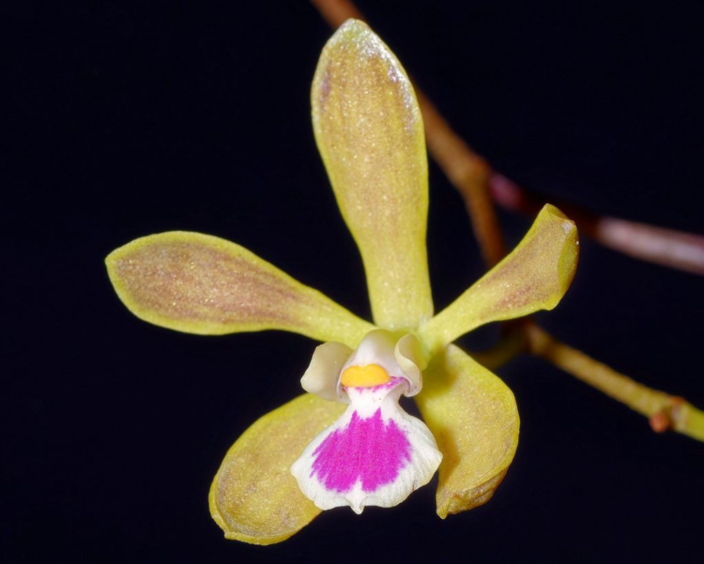 Butterfly Orchid Flower seeds for Planting - Colorful Display, Heirloom & GMO Free Seeds for Home Garden