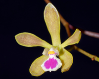Butterfly Orchid Flower seeds for Planting - Colorful Display, Heirloom & GMO Free Seeds for Home Garden