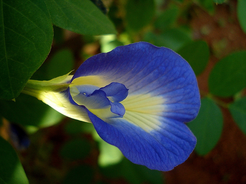 Shankam Flower Growing in Pots
