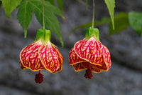How to plant Abutilon Striatum Flower Seeds